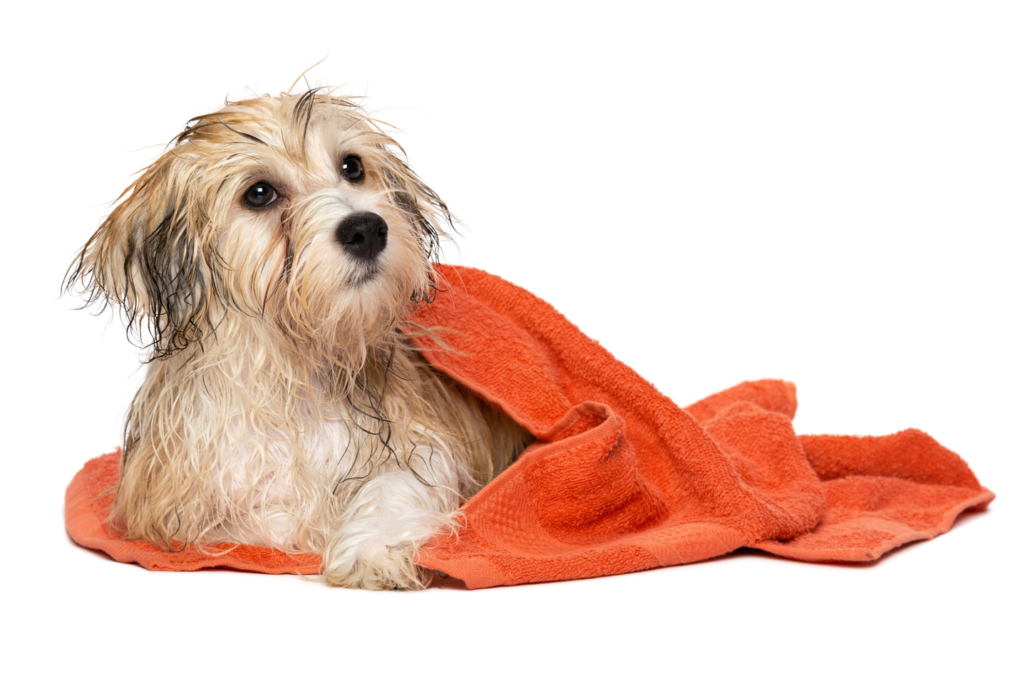 Dog itchy skin pet grooming set