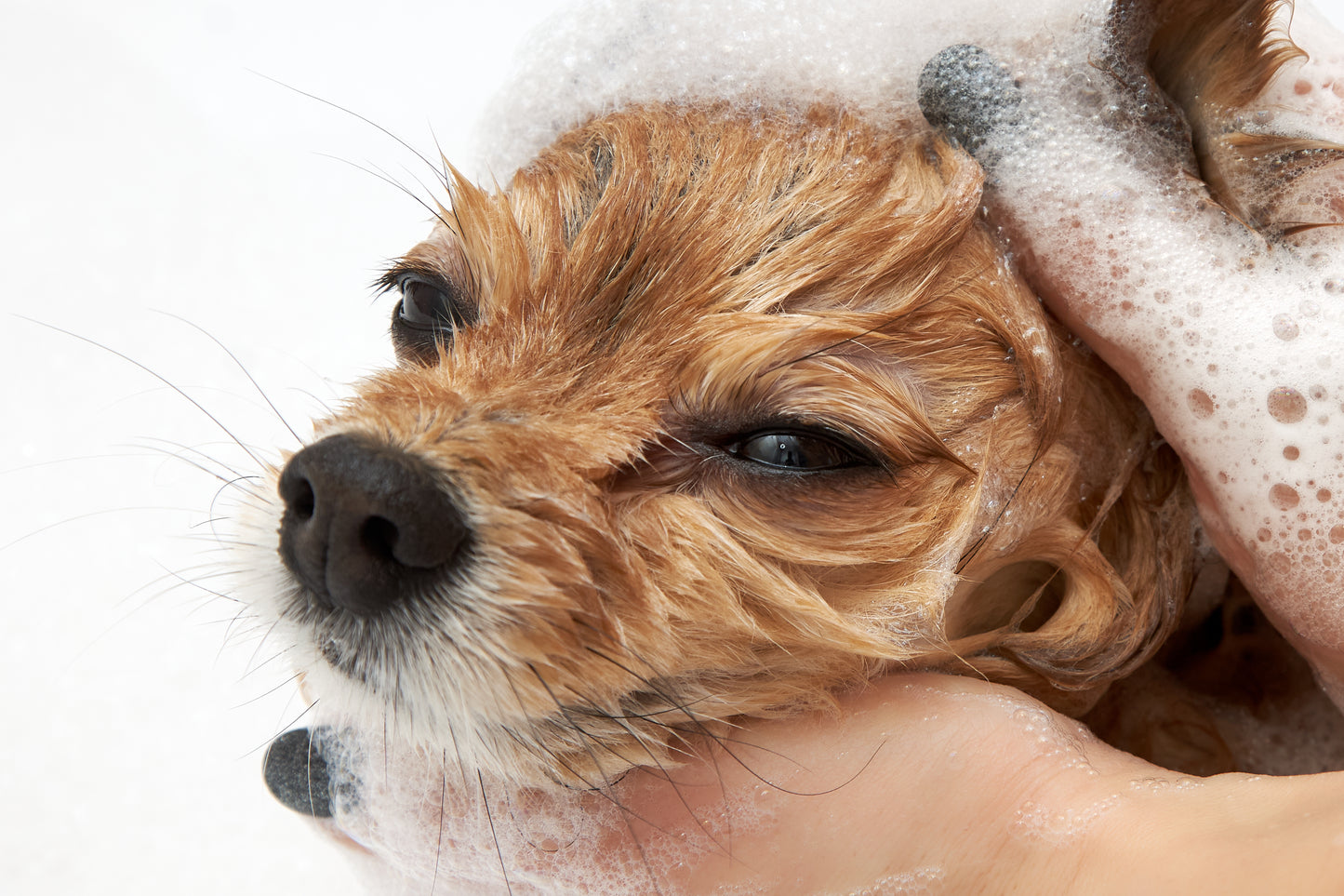 Natural Puppy Grooming Gift Set